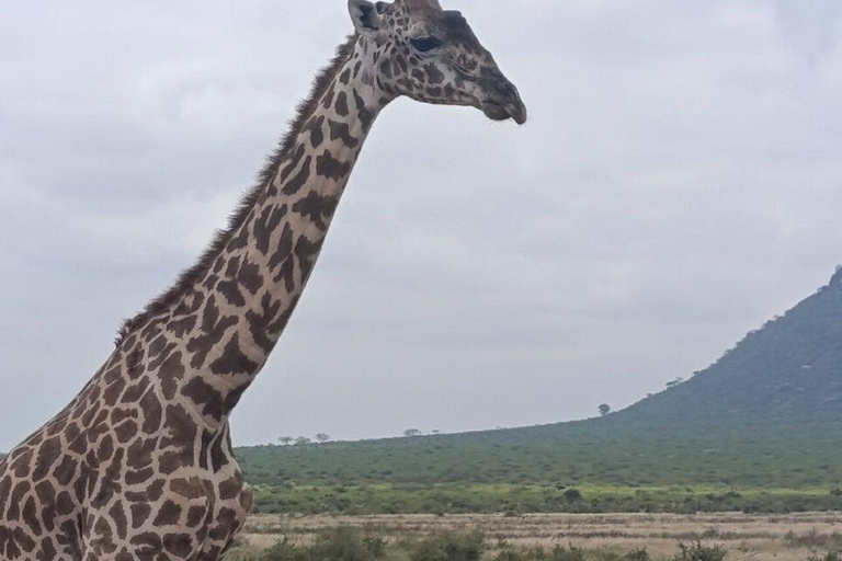 5days Tour Tsavo East & west,Amboseli from Mombasa / Nairobi