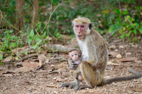 Z Kolombo: Jednodniowe wycieczki do parków Sigiriya, Dambulla i Minneriya