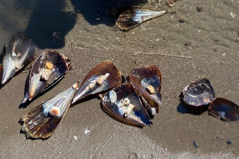 La Paz: Mangrove Adventure, Snorkeling and Shellfish Tasting