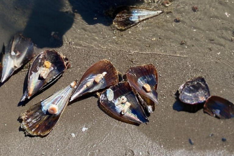 La Paz: Mangrove Adventure, Snorkeling and Shellfish Tasting