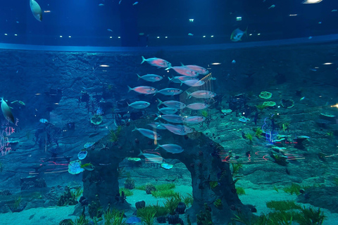Doha: City Tour with Old Port Aquarium & Lusail Stadium