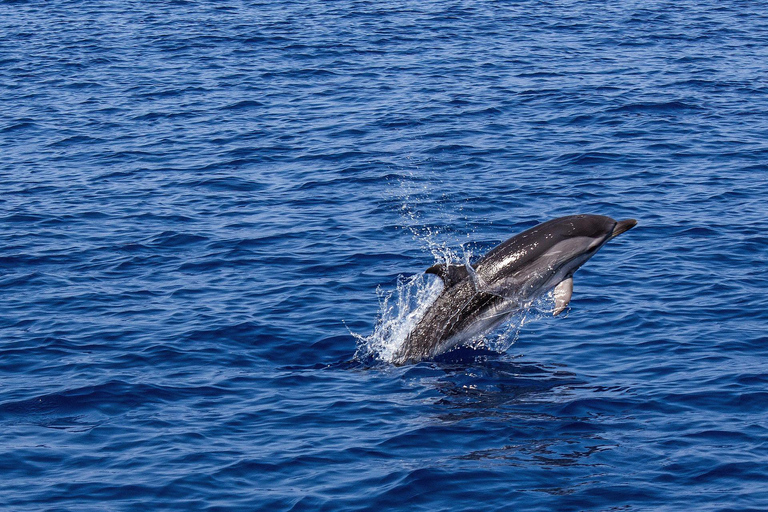 Muscat: Dolphin Watching and Historic Coastline Boat Tour Tour with Pickup and drop