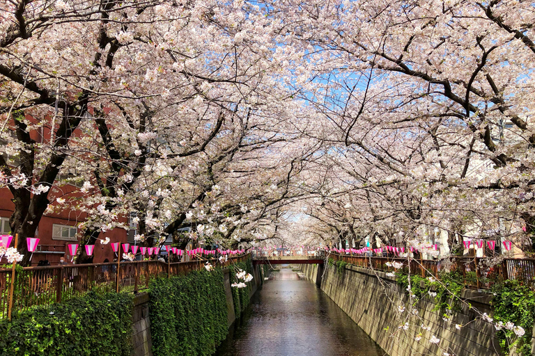 Tokyo Cherry Blossom Walking Tour & Hanami Experience