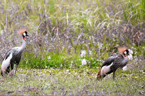 Kigali: Lake Muhazi & Nyandungu Eco Park Birdwatching Tour