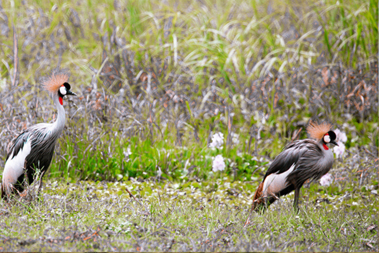 Kigali: Lake Muhazi & Nyandungu Eco Park Birdwatching Tour