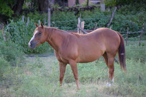 Lake Tegernsee: Relaxing Horseback Riding Tour