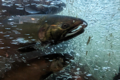 Grouse Mnt+StanleyPark+Hatchery+Cleveland Dam+LynnCanyonTOUR Shared Tour