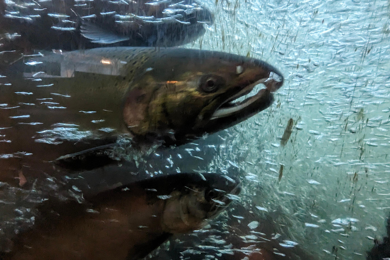 Grouse Mnt+StanleyPark+Hatchery+Cleveland Dam+LynnCanyonTOUR Shared Tour