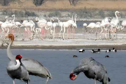 贾瓦伊：猎豹巡游与野生动物探秘之旅贾瓦伊：豹猎游与野生动物体验