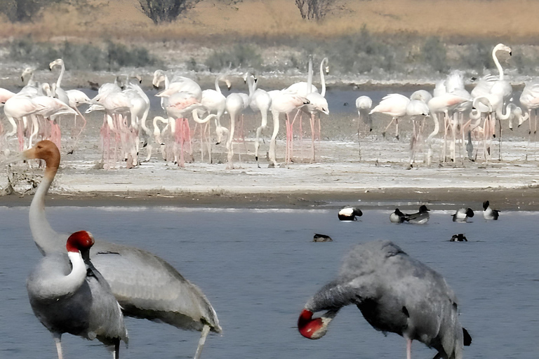贾瓦伊：猎豹巡游与野生动物探秘之旅贾瓦伊：豹猎游与野生动物体验