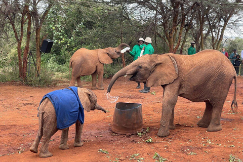 Nairobi: Visita al Parque Nacional, elefante bebé y centro de jirafas