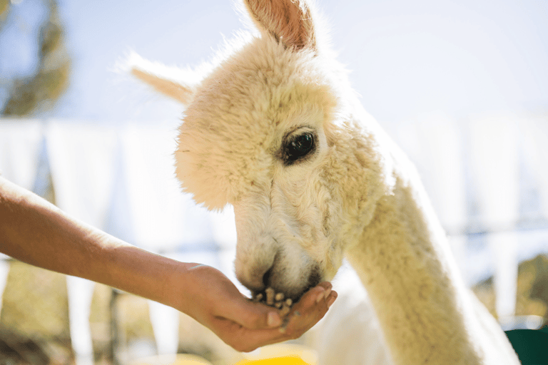 Seúl: SnowyLand en el Parque Vivaldi con Nami o AlpacaExcursión en grupo con Mundo Alpaca desde la Estación DDP