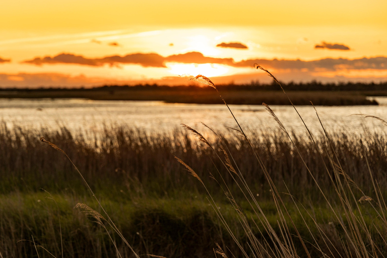 Aigues-Mortes 3H: Discover the secret Camargue in a 4x4 Full-Day