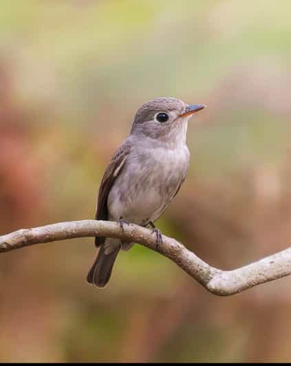 Excursion de photographie des oiseaux dans l’Atlas : capturez la beauté sauvage du Maroc - arts