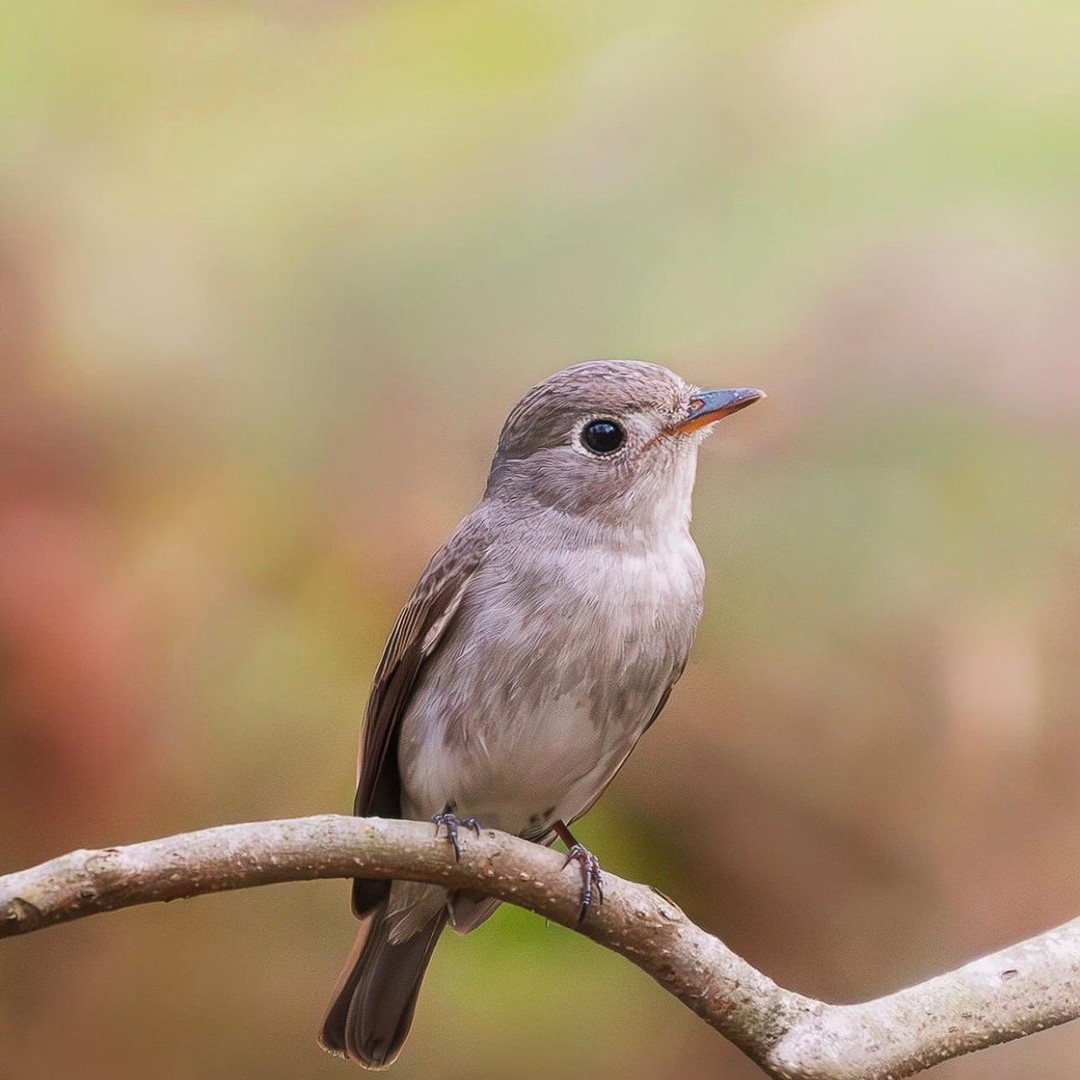 Excursion de photographie des oiseaux dans l’Atlas : capturez la beauté sauvage du Maroc - arts