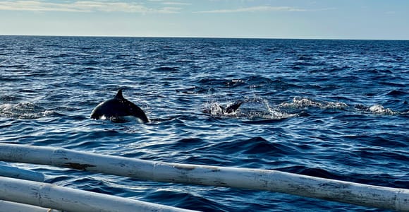 Bohol Balicasag Island Private Tour and Dolphin Watching