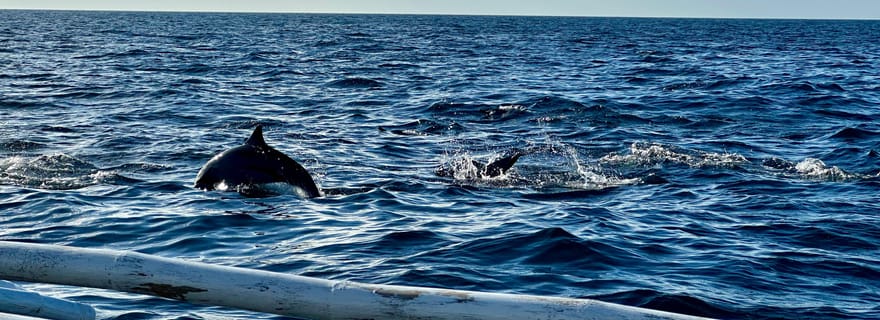 Visite privée de Bohol Balicasag Is et observation des dauphins