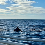 Bohol Balicasag Island Private Tour and Dolphin Watching