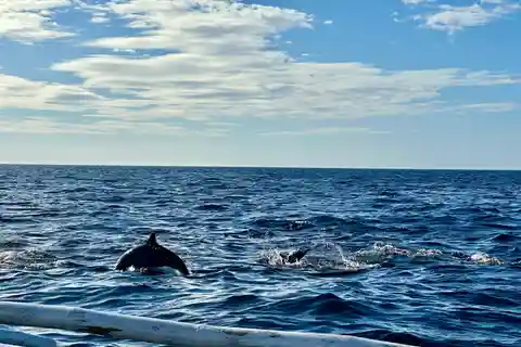Bohol Balicasag Is Private Tour and Dolphin Watching