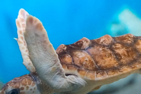 Discover Scuba Diving Lesson Montego Bay Learn to Scuba