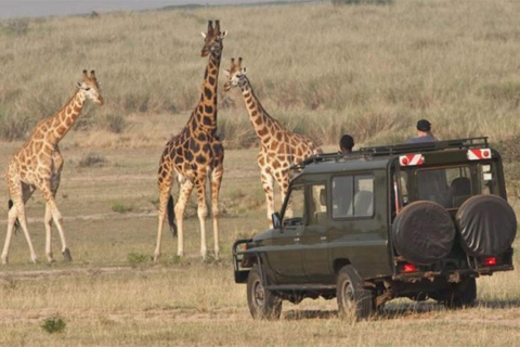 5-daagse safari naar Amboseli, Tsavo West, Taita &amp; Tsavo East