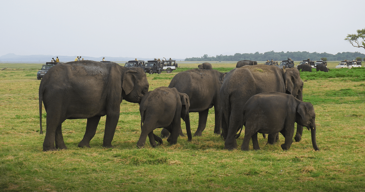 Minneriya National Park Half Day Sri Lanka Jeep Safari | GetYourGuide