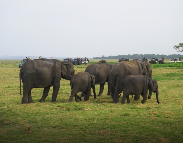 Minneriya Nationaal Park Halve Dag Sri Lanka Jeepsafari
