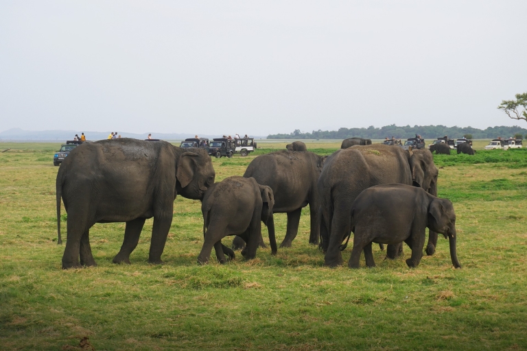 Parc national de Minneriya Demi-journée de safari en jeep au Sri LankaSafari à Minneriya
