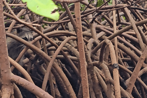 Sarasota: Clear Kayak Mangrove Tunnel Eco Tour