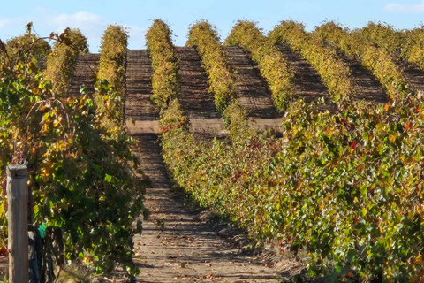 Ruta del Vino del Valle de Barossa