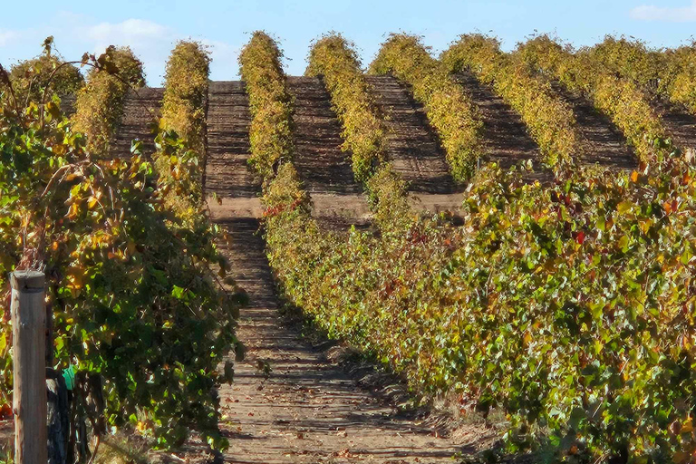 Tournée des vins de la vallée de Barossa