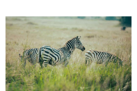 2 Dagen 1 Nacht Tarangire &amp; Ngorongoro Krater