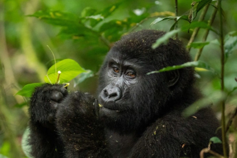 Safari de 6 días por los Gorilas y la Fauna