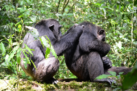 From Entebbe: 3-Day Gorilla Trekking Safari with Transfers