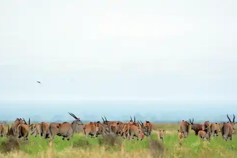 From Addis Ababa: 4-Day Nech Sar N P & Lake Chamo Safari