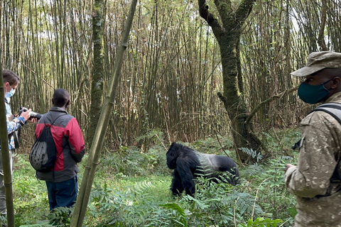 3-daagse gorillatrektocht Mgahinga Gorilla NP Oeganda via Rwanda