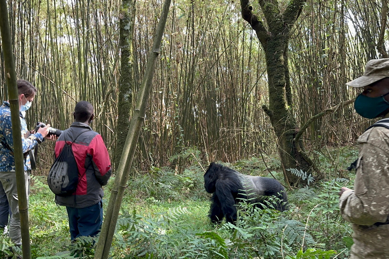 Passeio de 3 dias ao Gorila Mgahinga Gorilla NP Uganda via Ruanda