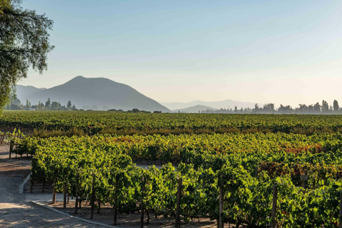 VISITE GUIDÉE DU CENTRE DU VIN (SANS MUSÉE SENSORIEL)Anglais
