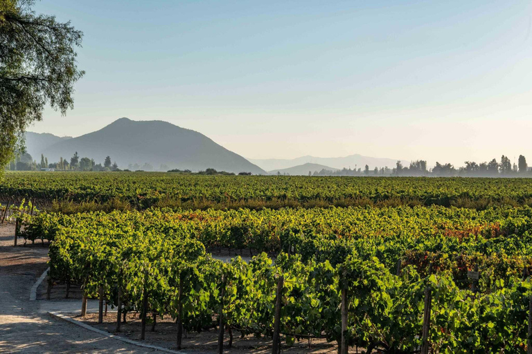 VISITE GUIDÉE DU CENTRE DU VIN (SANS MUSÉE SENSORIEL)Anglais