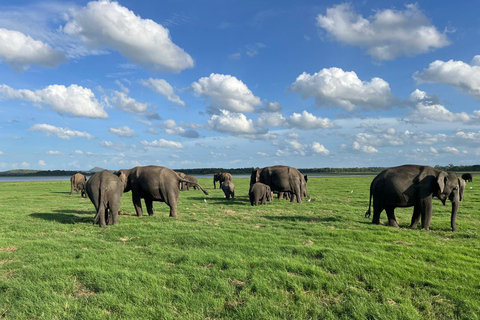 Minneriya: Safari em jipe privado no Parque Nacional de Minneriya