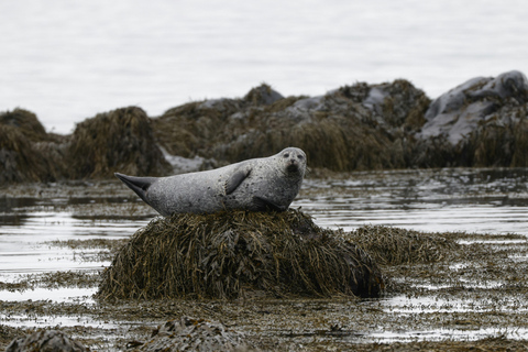 Ísafjörður: Seal Colony, Avalanche Town & Fjord Views Tour