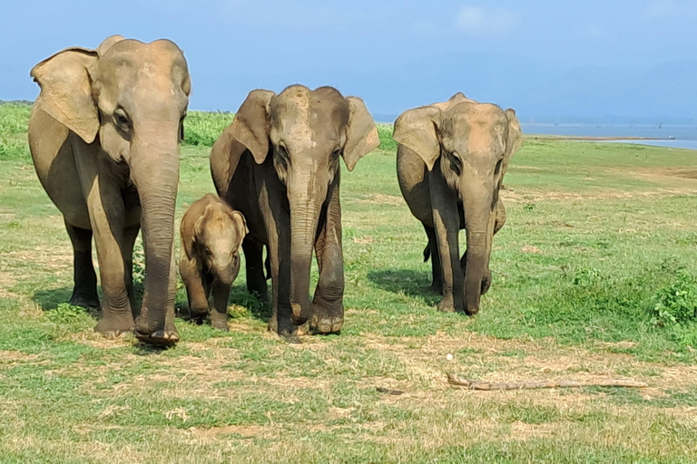 Minneriya National park safari with jeep & Entrance Ticket