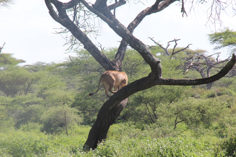 3-day Serengeti and Ngorongoro Safari