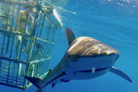 Oahu: Shark Cage Dive on the North Shore