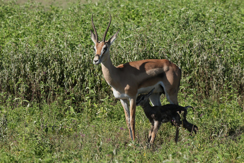 6 Tage Tansania Gruppen-Sharing Safari