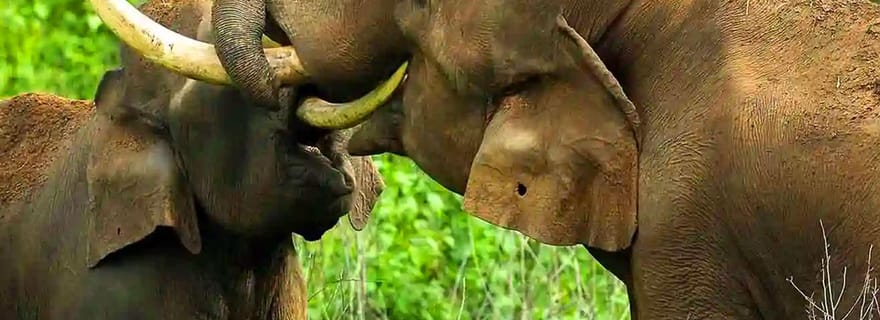 Excursion d'une journée à Coimbatore : forêt, faune et station de montagne