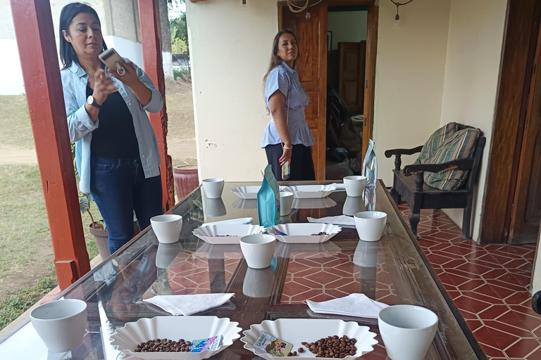 Guatemala City: Volcano-Grown Coffee Tasting Experience