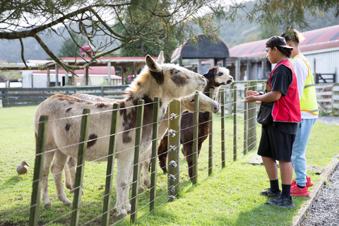 Auckland: Sheepworld, Honey Centre, & Kauri Trail Tour