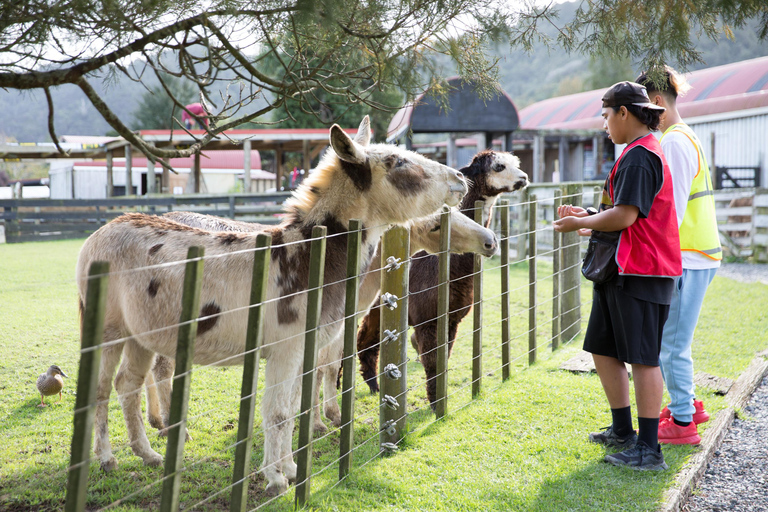 Auckland: Sheepworld, Honey Centre, & Kauri Trail Tour