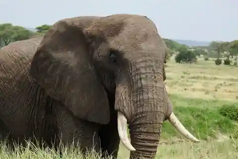 Safari inesquecível de 3 dias em Tarangire, Ngorongoro e Manyara